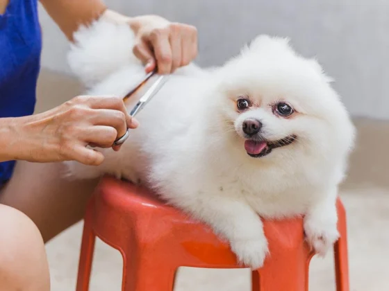 How to Groom a Dog at Home