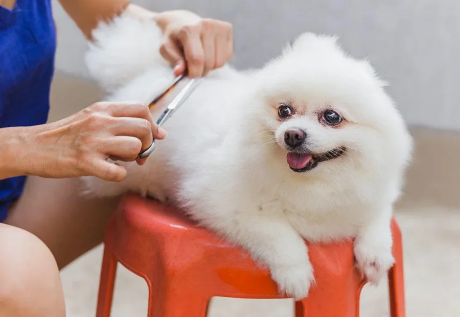 How to Groom a Dog at Home