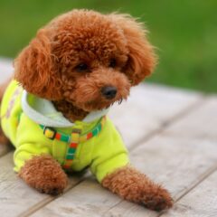 Curly Coats dog coat