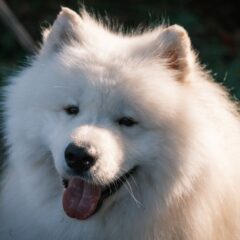 Thick Coats dog coat